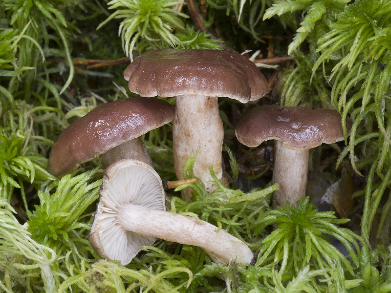 Lactarius pilatii